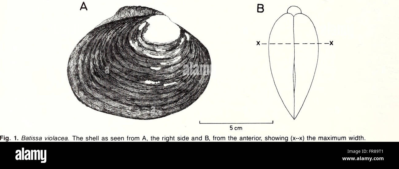 The 1988 edition of the 'American Malacological Bulletin' presents ...