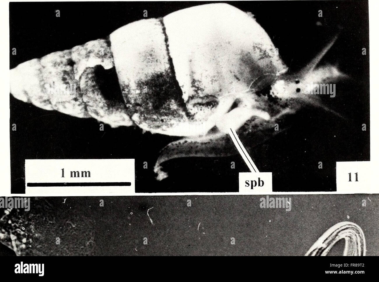 The American Malacological Bulletin, published in 1996, focuses on the ...
