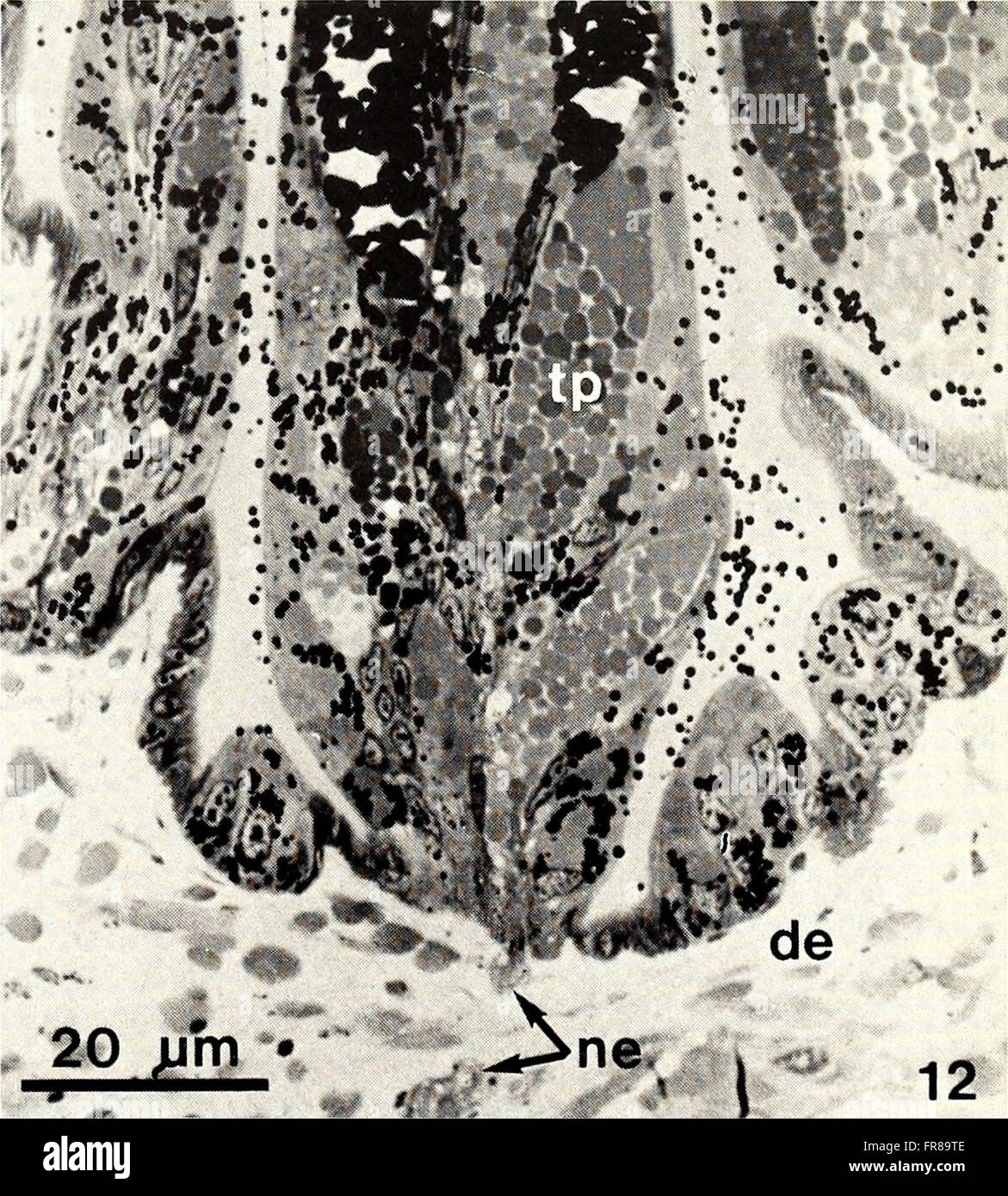 The American Malacological Bulletin from 1988 focuses on the study of ...