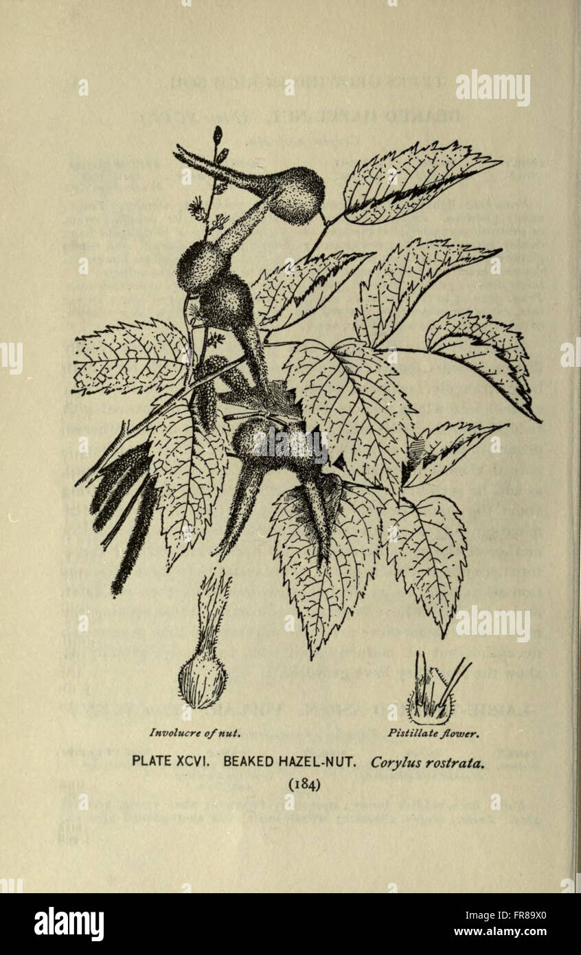 Tree Primary Source A section from a comprehensive guide on trees, offering detailed ...