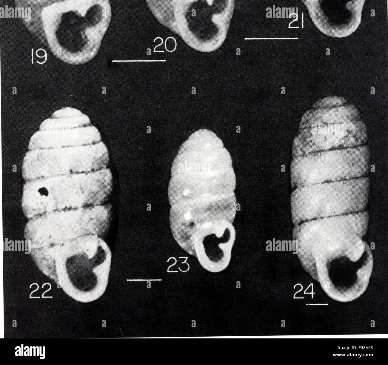 The American Malacological Bulletin from 2001 publishes research on ...