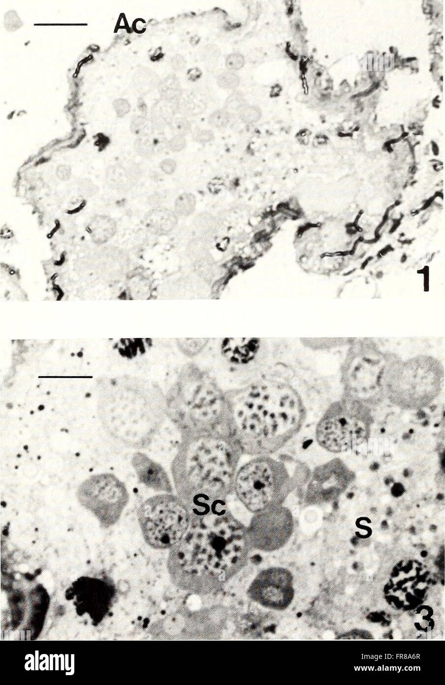 The 1993 edition of the American Malacological Bulletin, focused on the ...