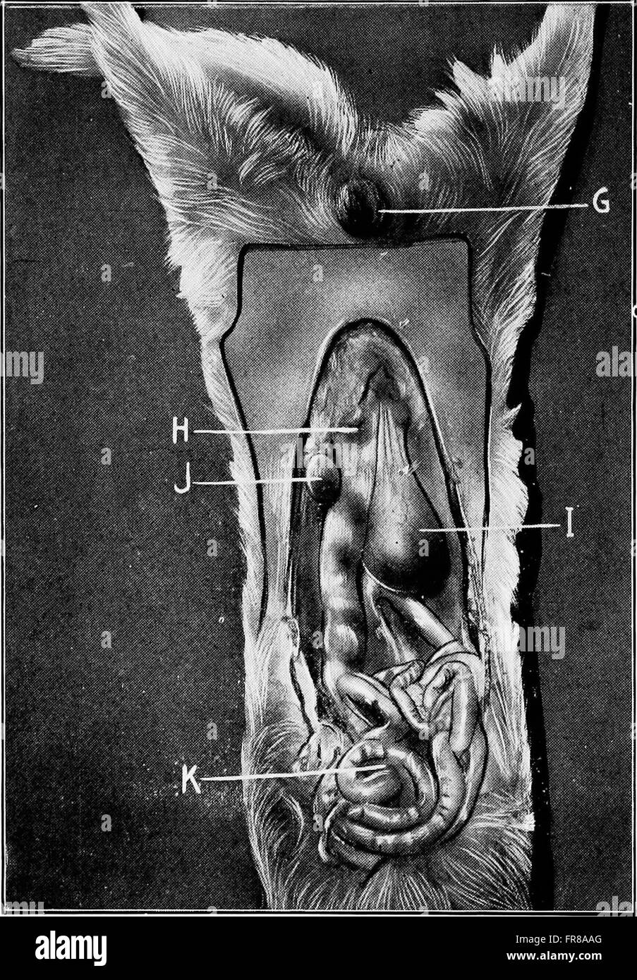 Animal castration Black and White Stock Photos & Images - Alamy