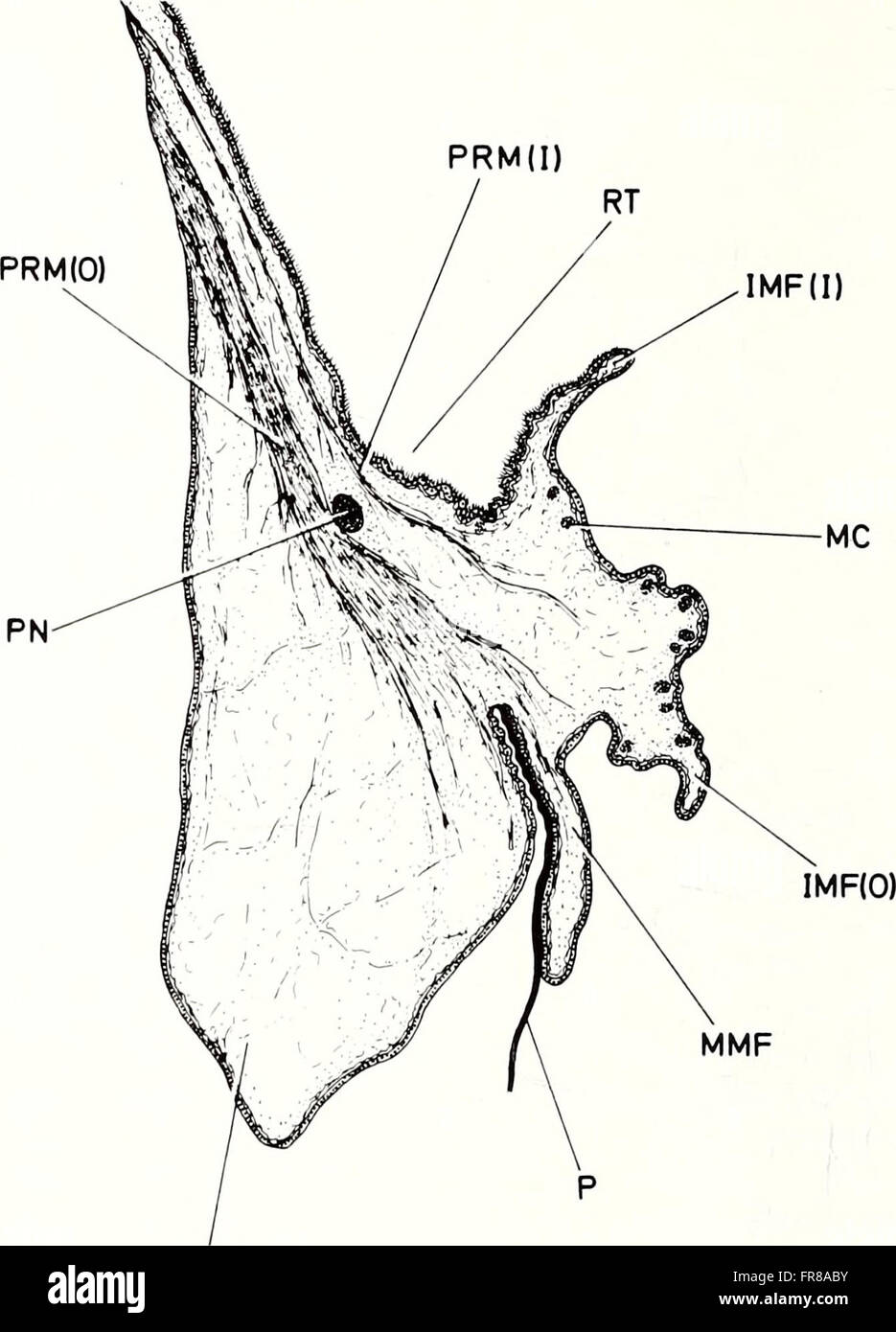 The 1988 edition of the 'American Malacological Bulletin' features ...