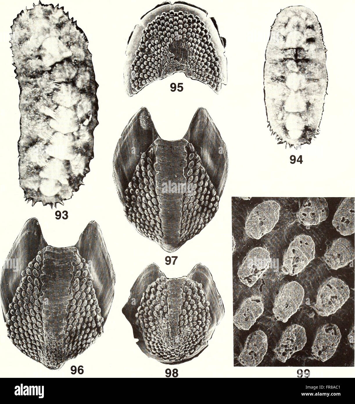 A 1988 publication of the American Malacological Bulletin, featuring ...