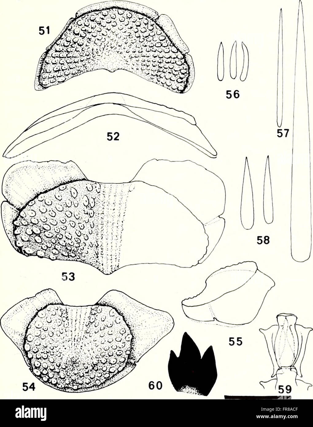 The American Malacological Bulletin from 1988 focuses on the study of ...