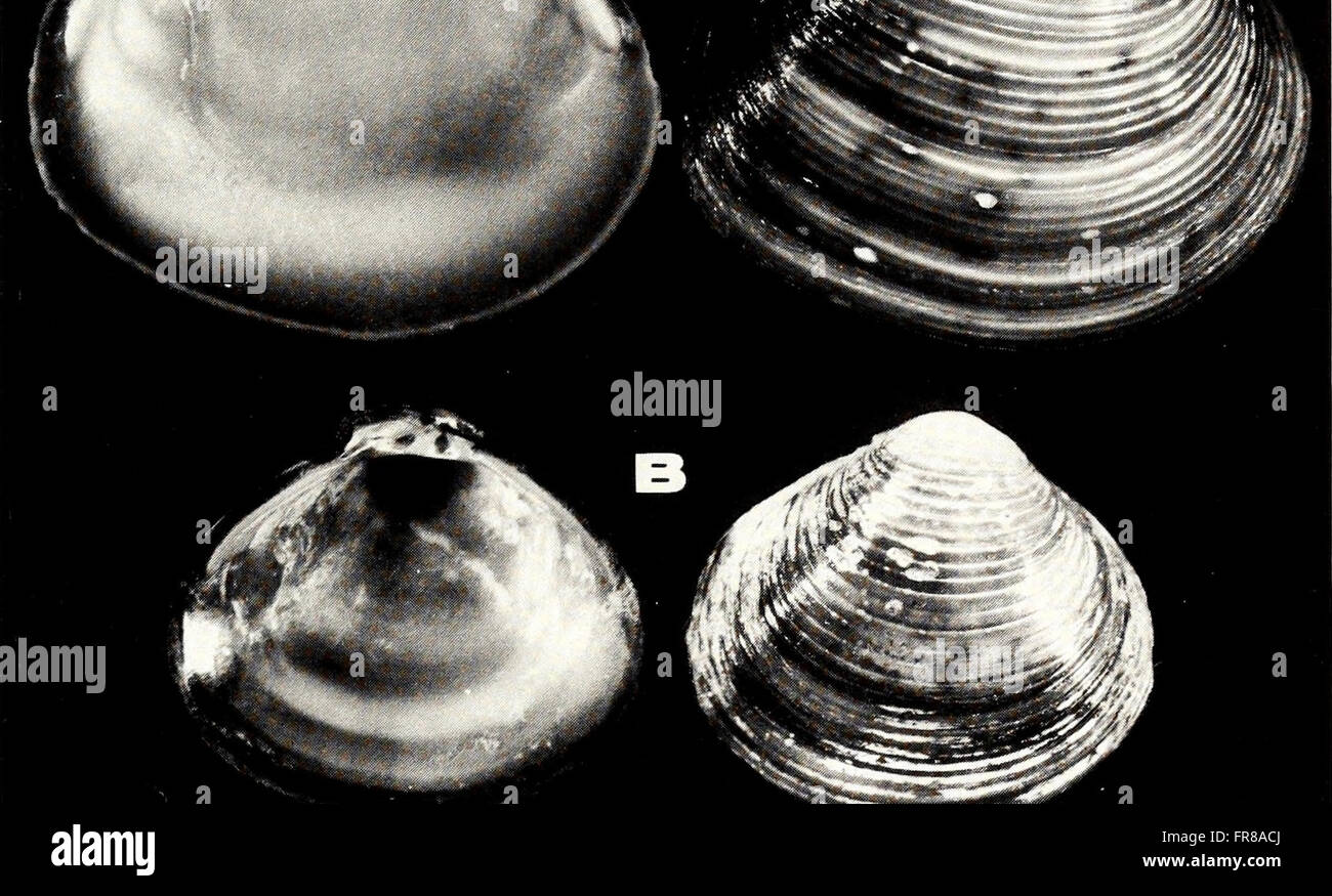 The *American Malacological Bulletin* (1993) focuses on the study of ...