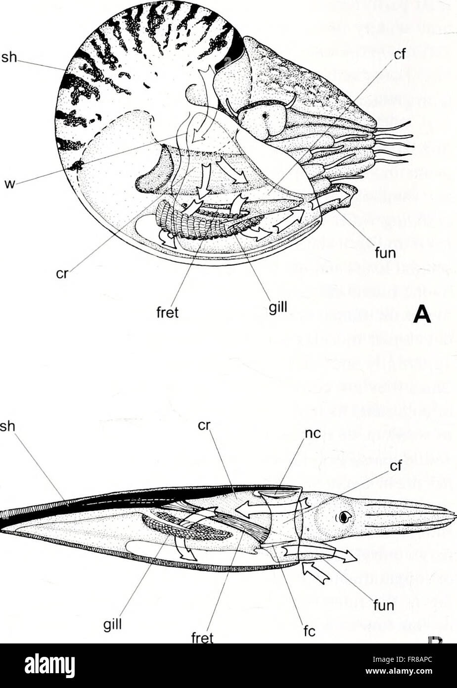 The 'American Malacological Bulletin,' published in 2001, focuses on ...