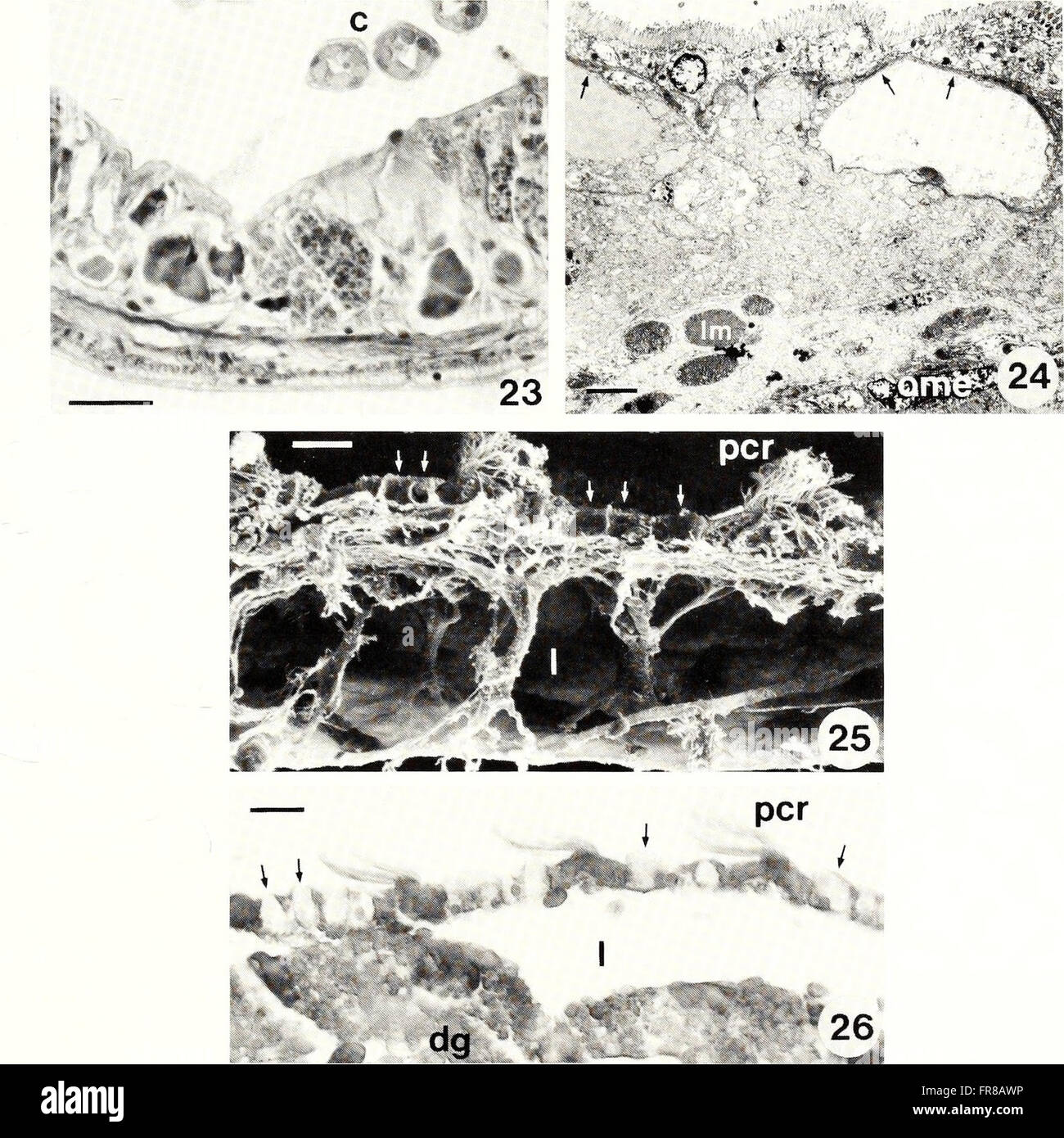 The American Malacological Bulletin of 1990 provides updates and ...