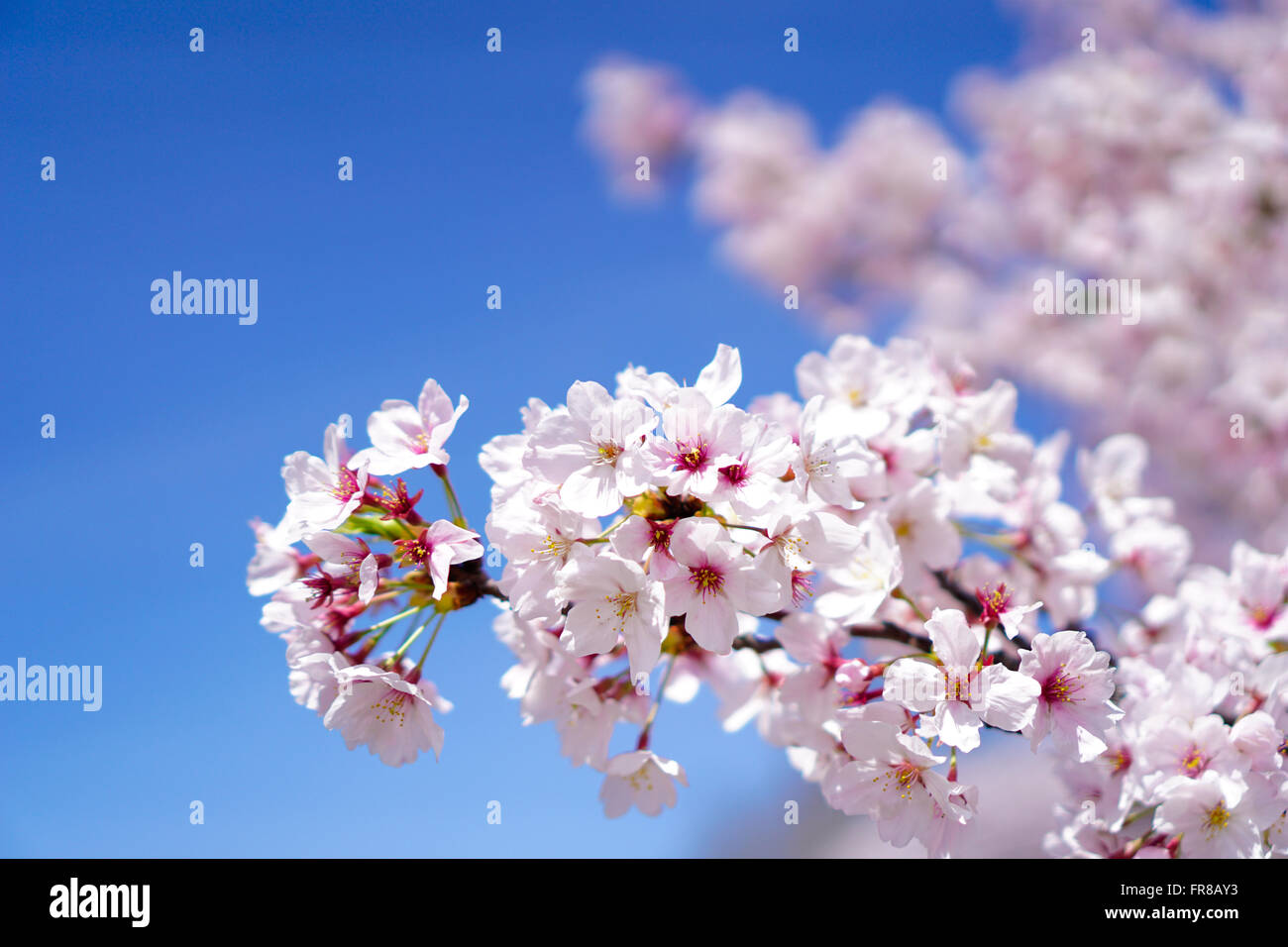 Cherry Blossoms (Sakura Stock Photo Alamy