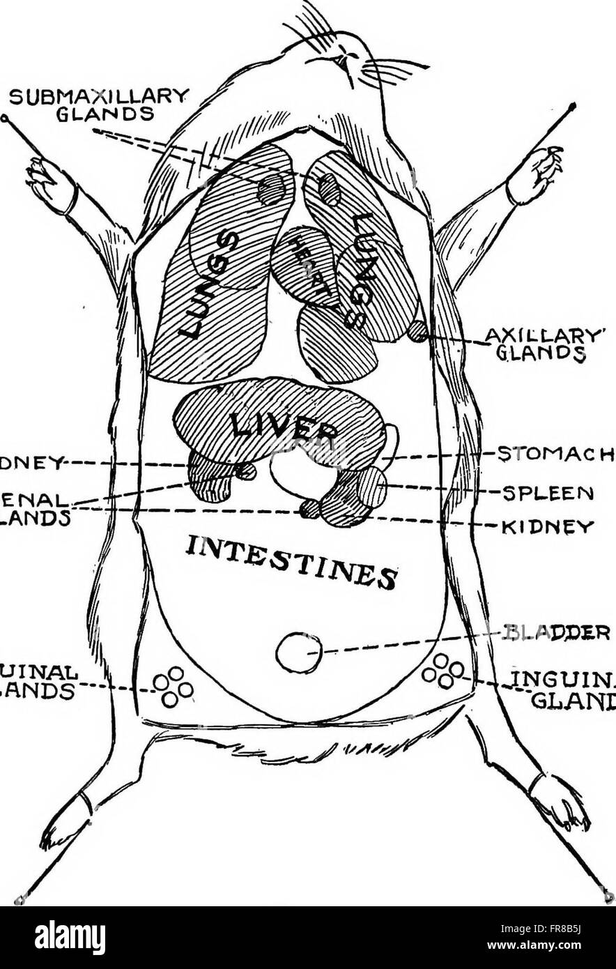 A laboratory guide in bacteriology, for the use of students, teachers
