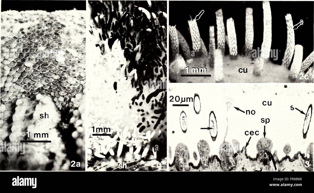 The American Malacological Bulletin of 1988 presents articles on the ...