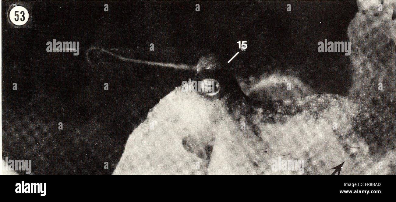 The American Malacological Bulletin from 1988 focuses on research and ...