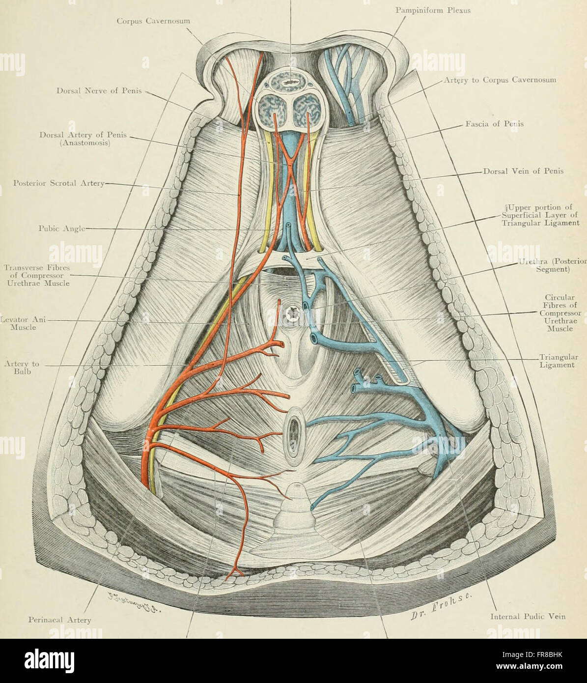 Atlas of applied (topographical) human anatomy for students and ... Biology Diagrams