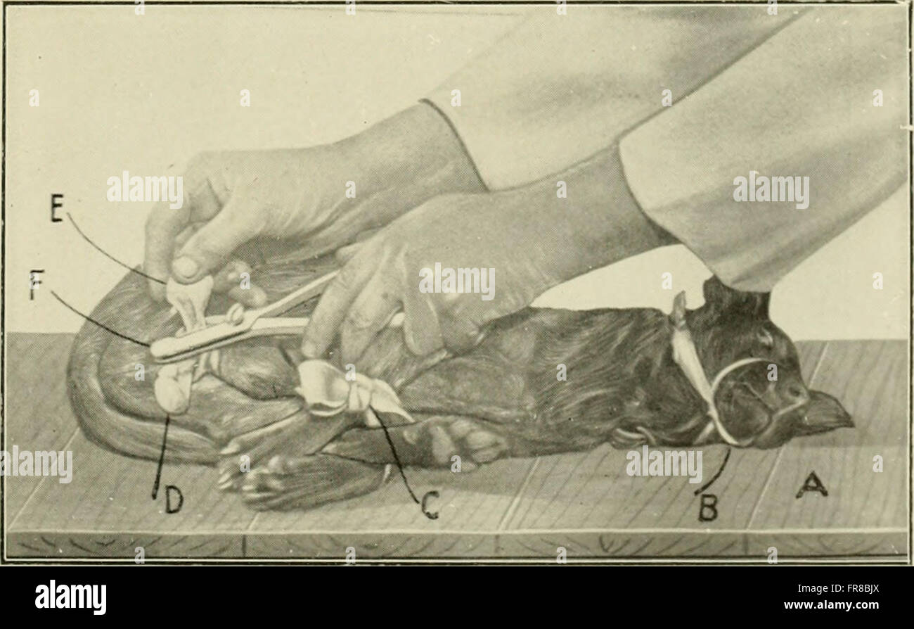 Animal castration, a book for the use of students and practitioners ...
