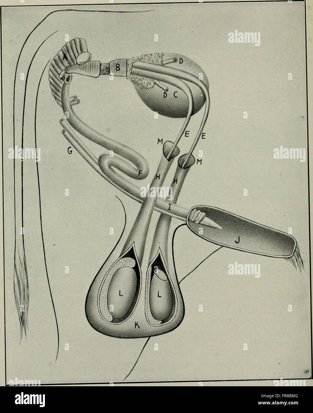 'Animal Castration' (1920) is a practical guide for students and ...