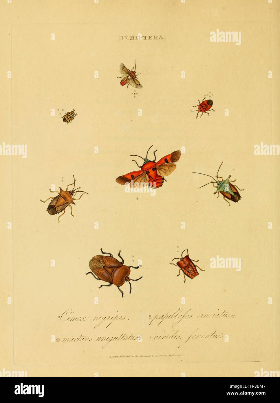 Rust Insect India This plate showcases the natural history of Indian insects ...