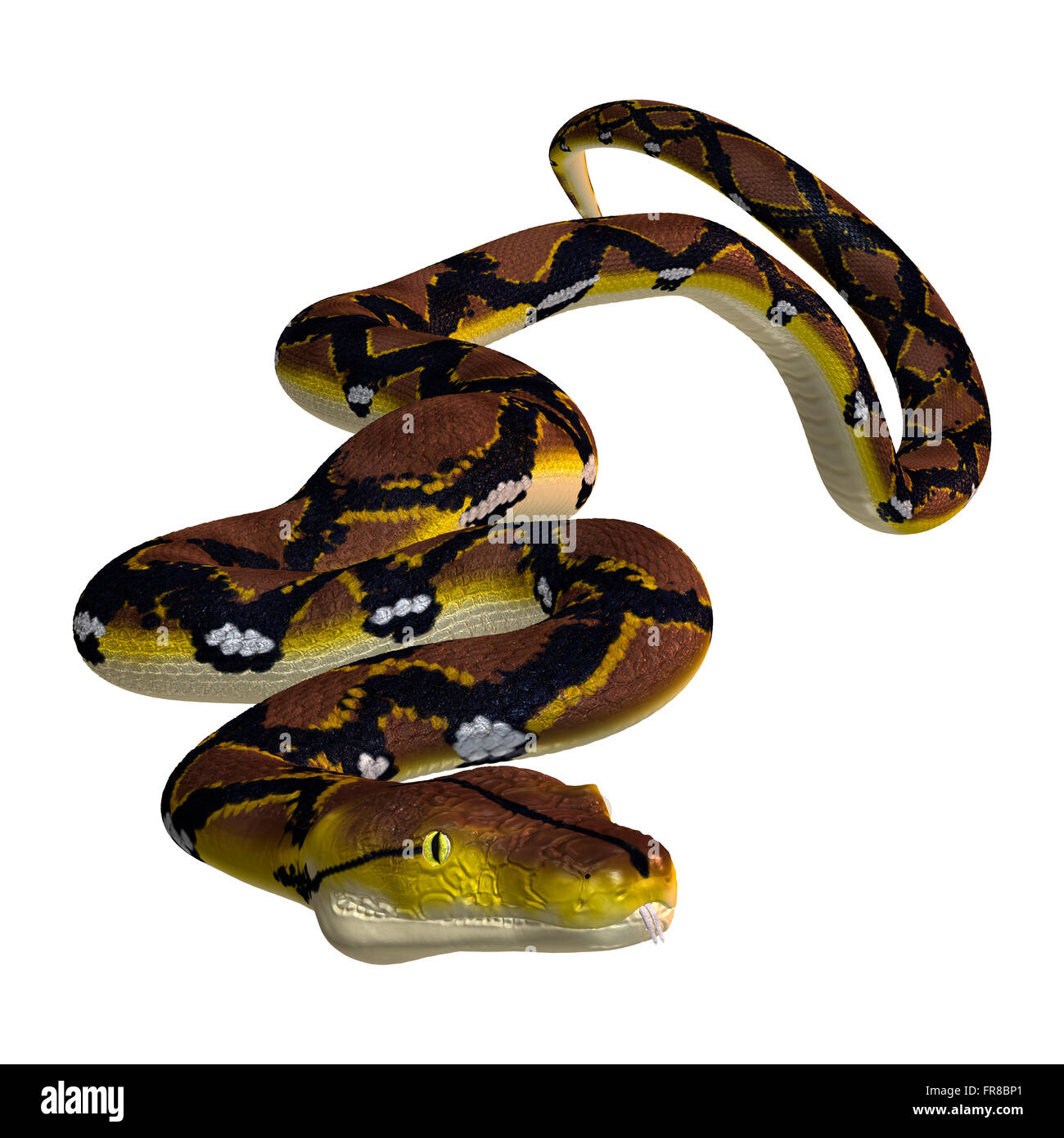 Reticulated python white background Cut Out Stock Images & Pictures - Alamy