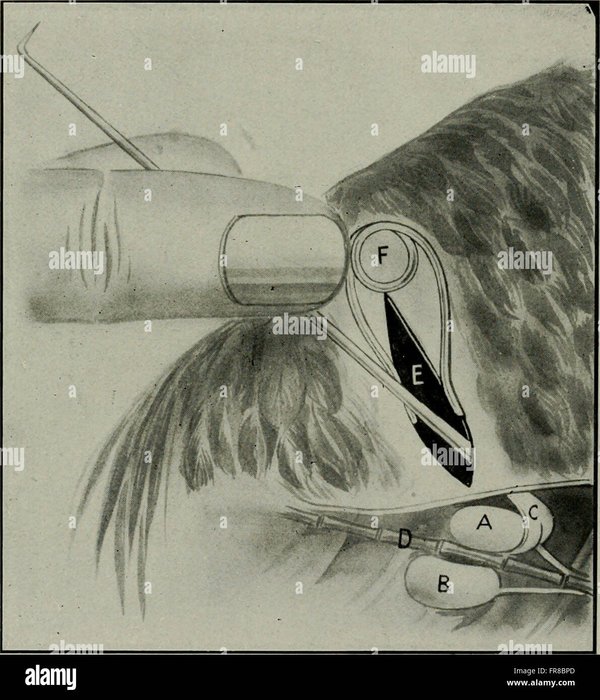 This 1920 book on animal castration provides detailed instructions and ...