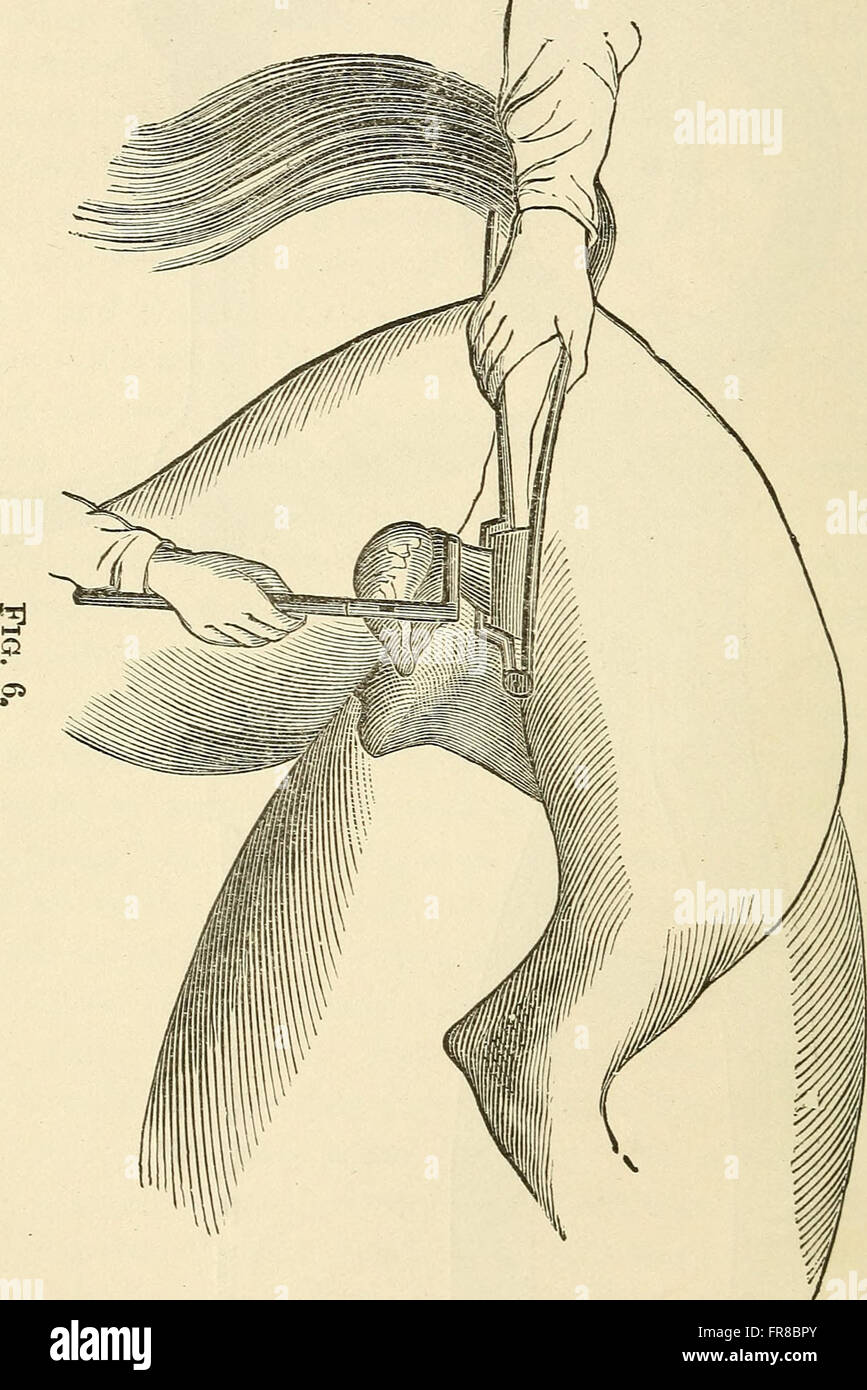 This 1902 work discusses the practice of animal castration, its ...
