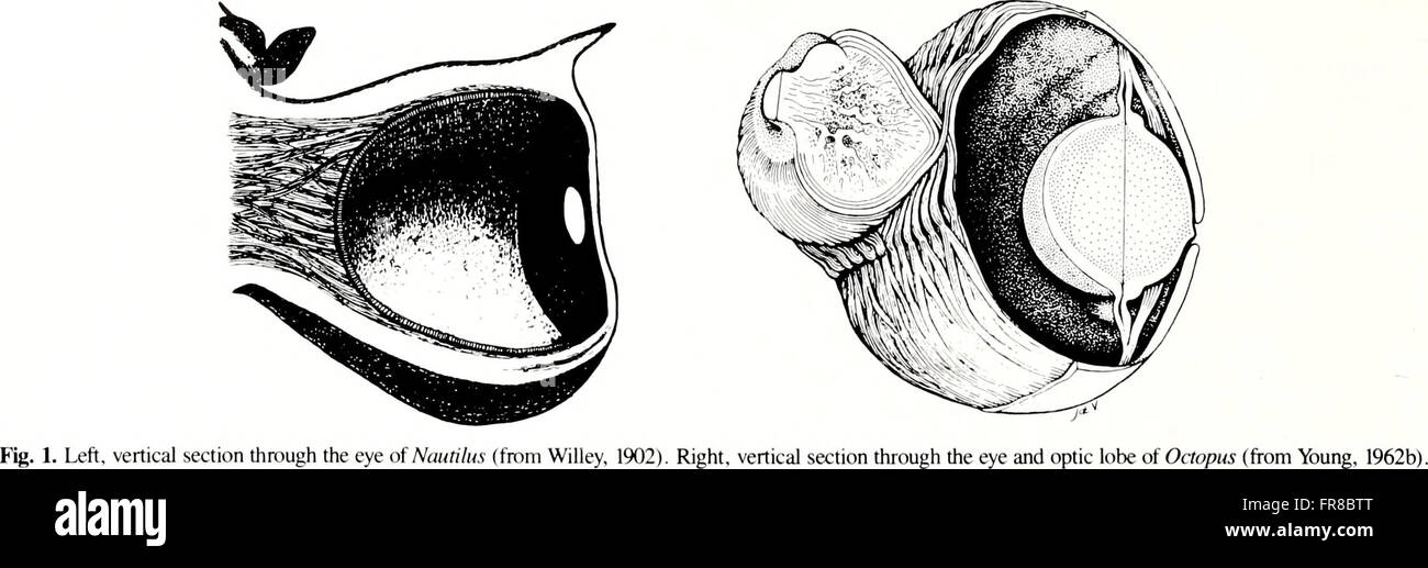 The American Malacological Bulletin (1990) focuses on the study of ...