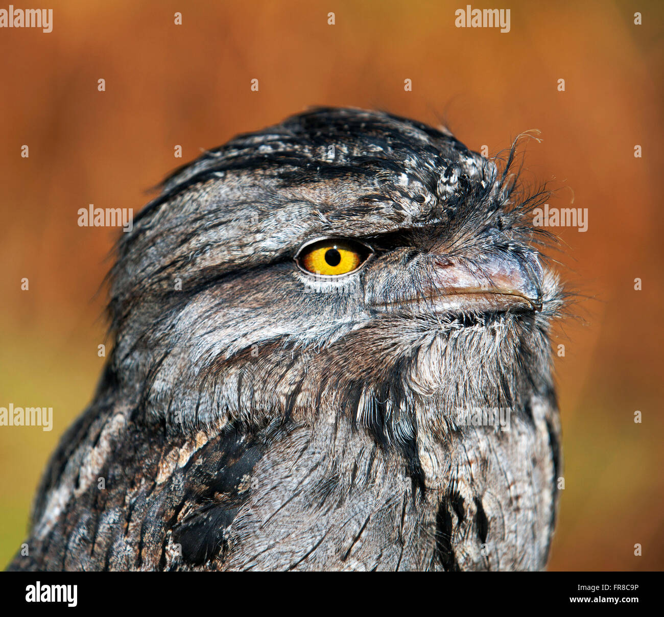 A portrait shot of a Frogmouth Owl taken close-up. Its striking with ...