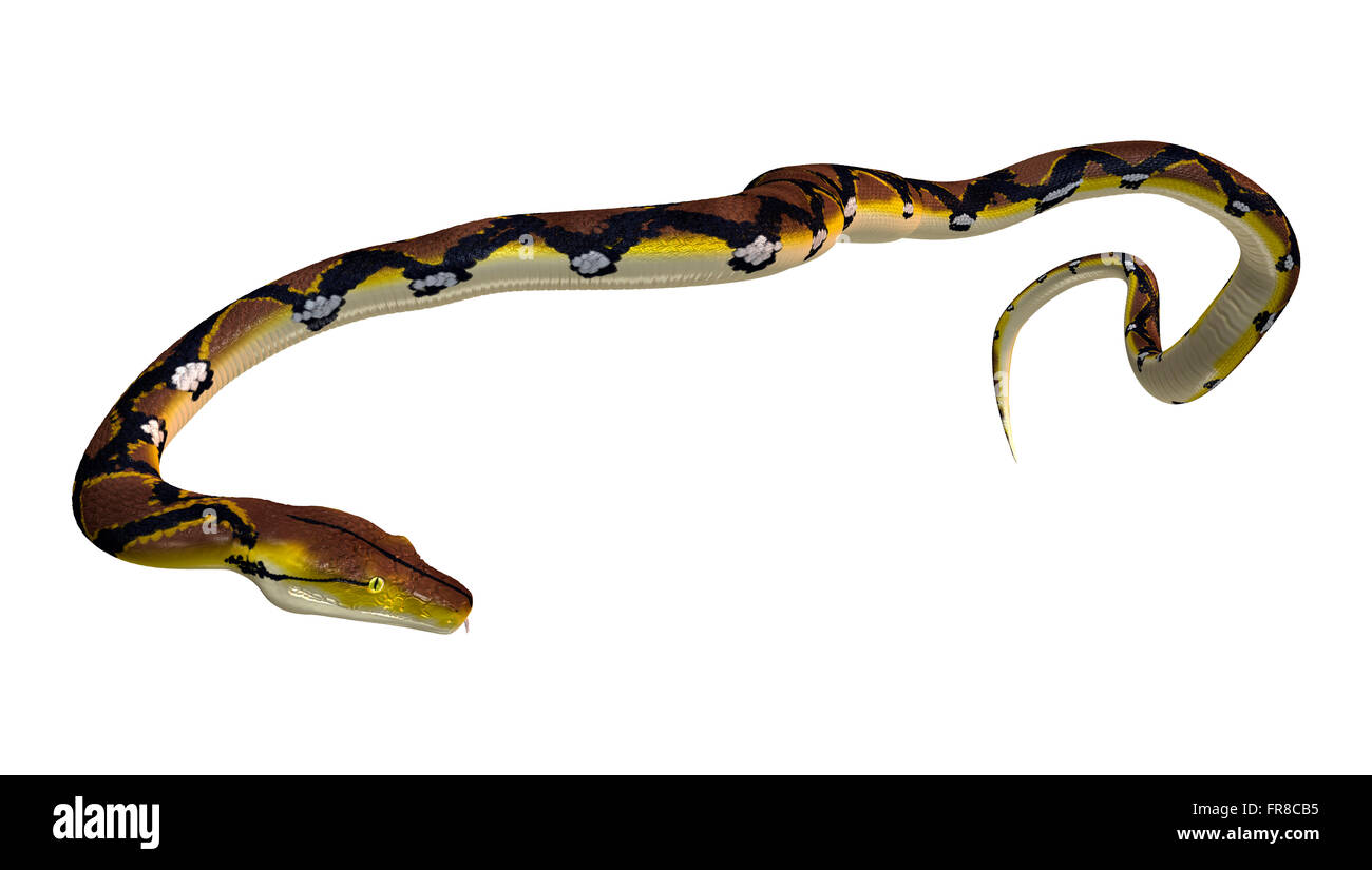 Reticulated python or Python reticulatus, a species of python found in ...