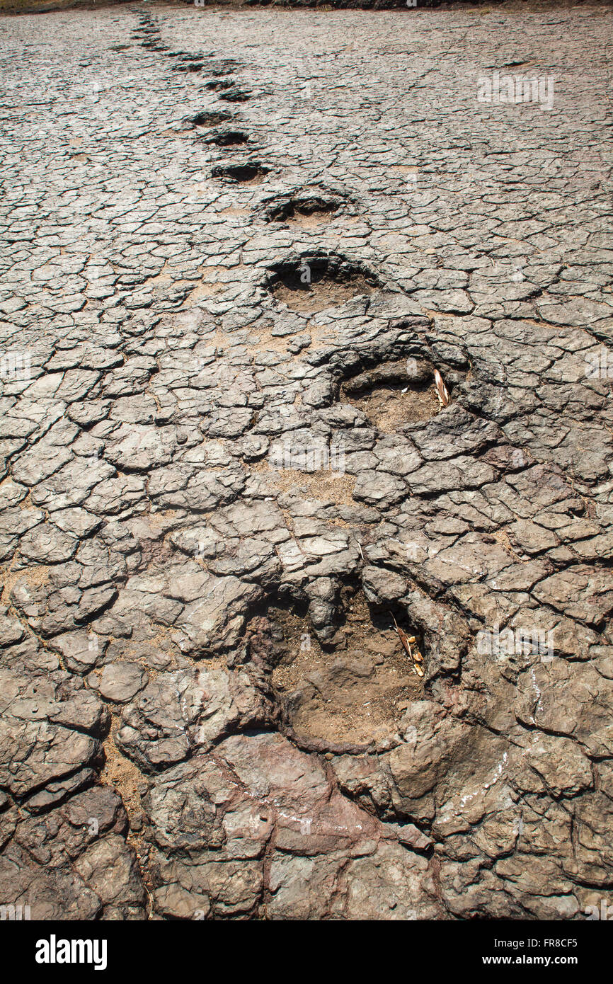 Dinosaur footprints in the Valley of the Dinosaurs Stock Photo