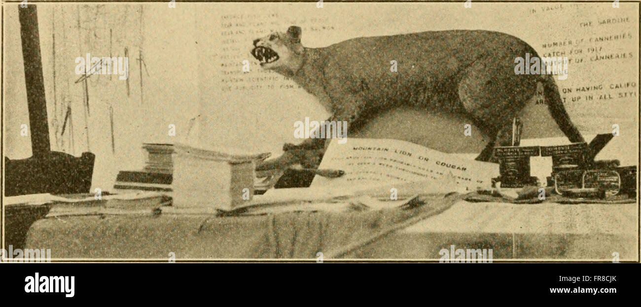 California fish and game (1918 Stock Photo Alamy