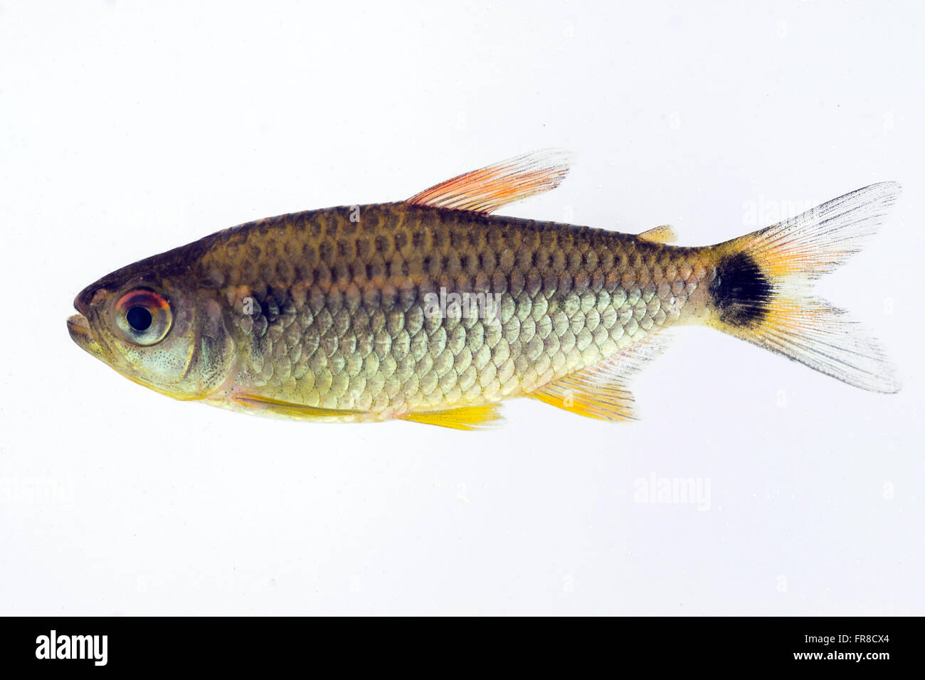 Tetra collected in the stream of the Juruena river - endemic species Stock Photo