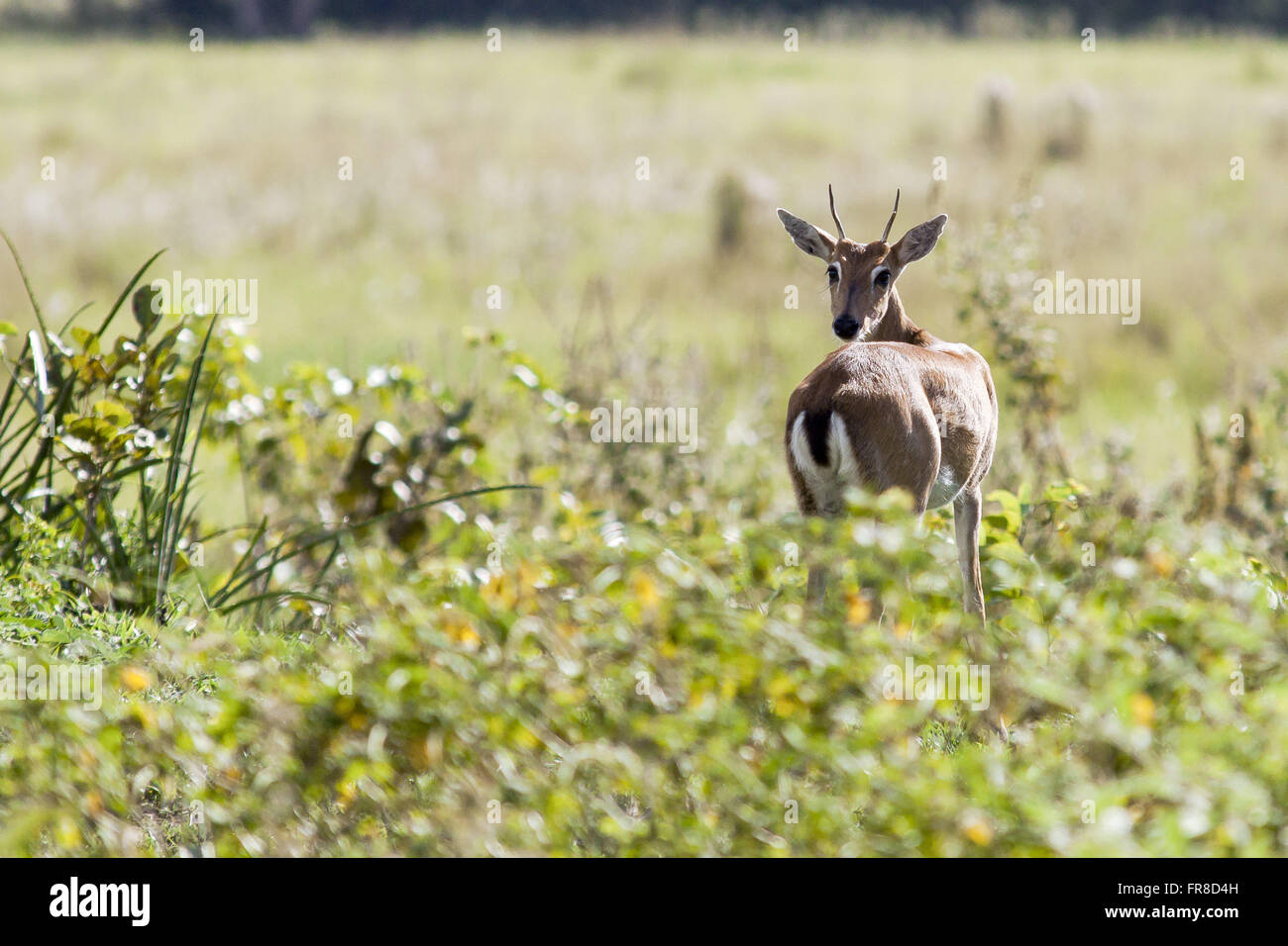 Pampas Deer - Ozotoceros bezoarticus Stock Photo