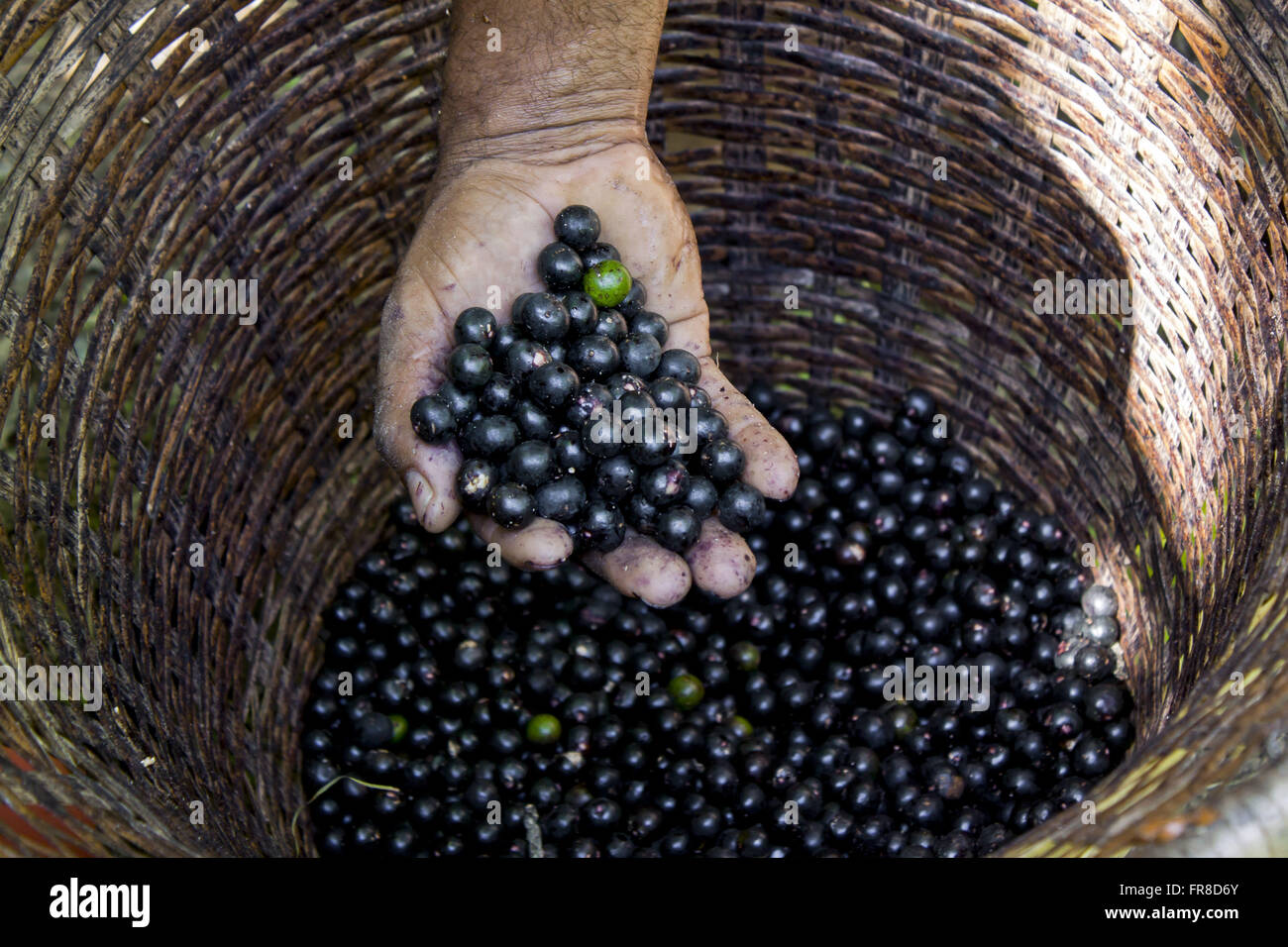Fruit bunches removed in straw basket - acai black Stock Photo