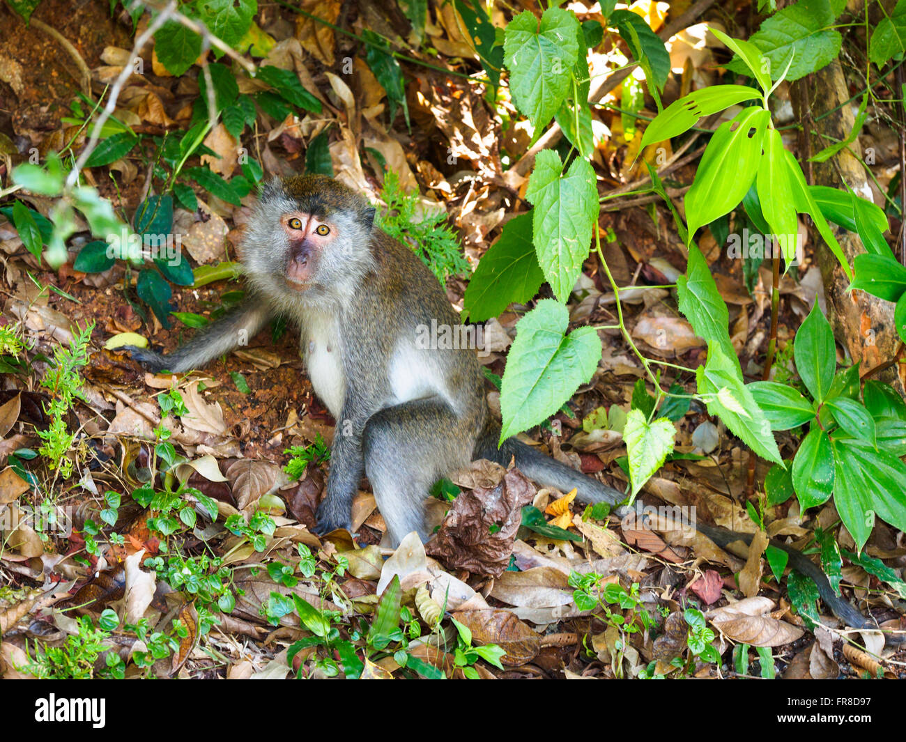 Long-tailed Macaque (Macaca fascicularis) or Crab-eating Macaque on the forest floor on Langkawi Island, Kedah, Malaysia Stock Photo