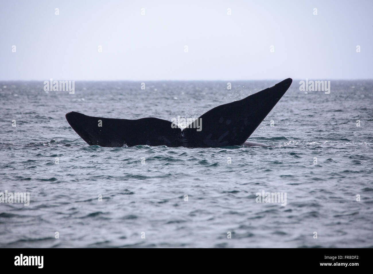 Tail of the whale hi-res stock photography and images - Alamy