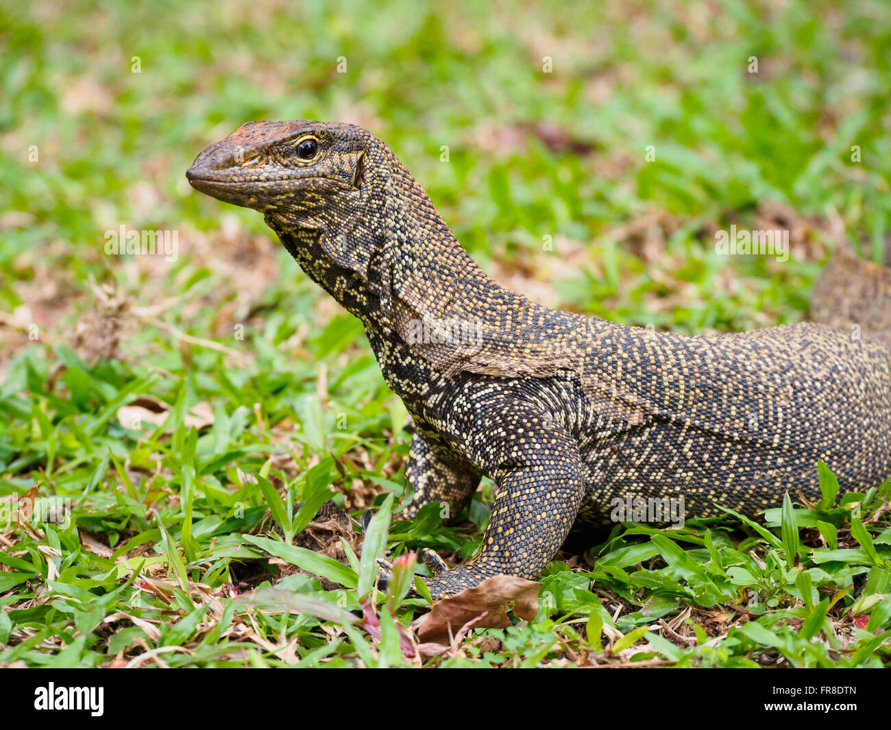 Clouded monitor lizard hi-res stock photography and images - Alamy