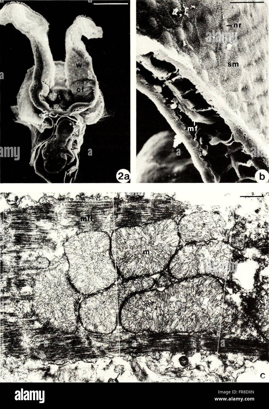 The 1990 edition of the American Malacological Bulletin focuses on the ...