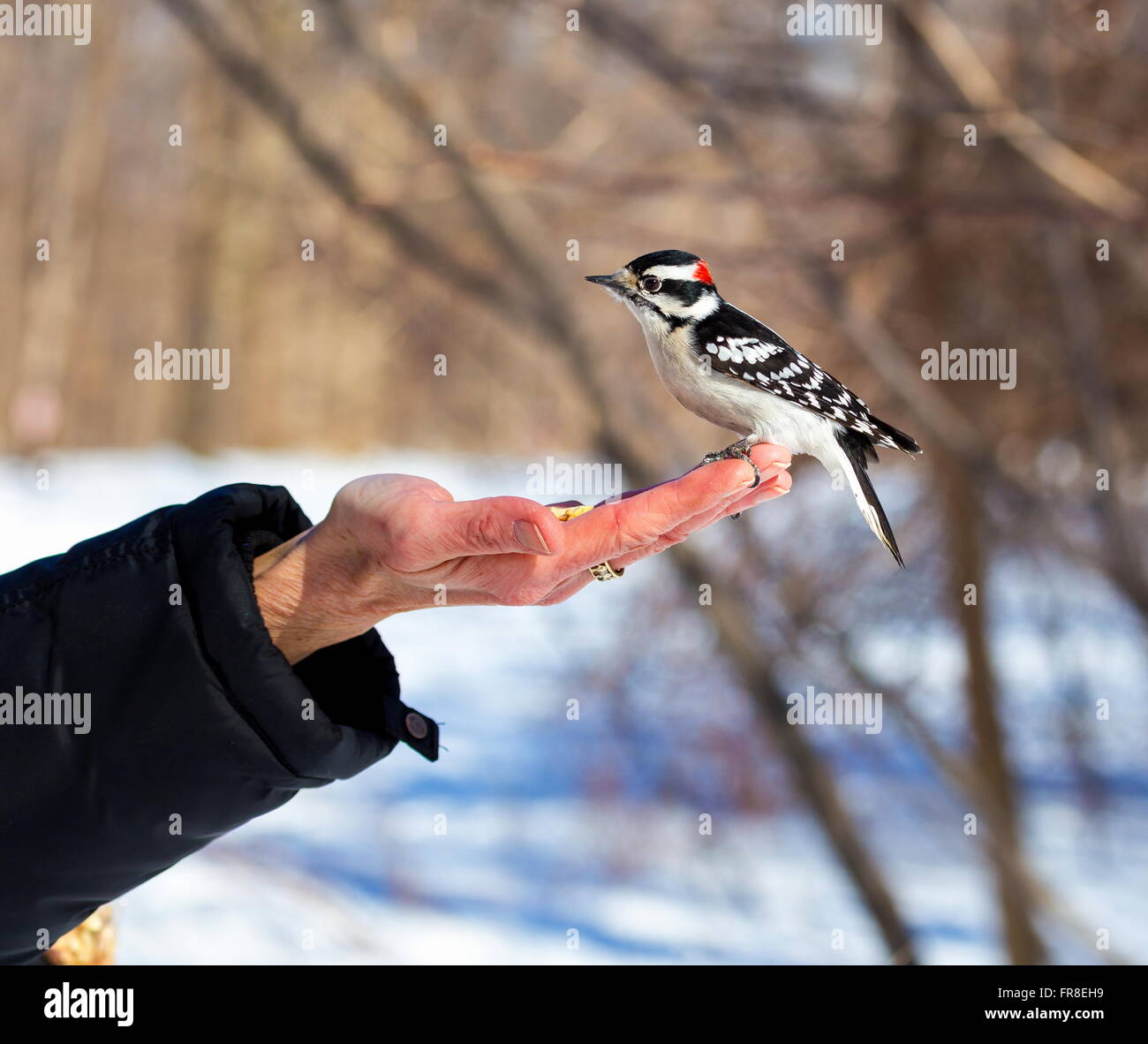 Downy Woodpecker hand feeding Stock Photo - Alamy