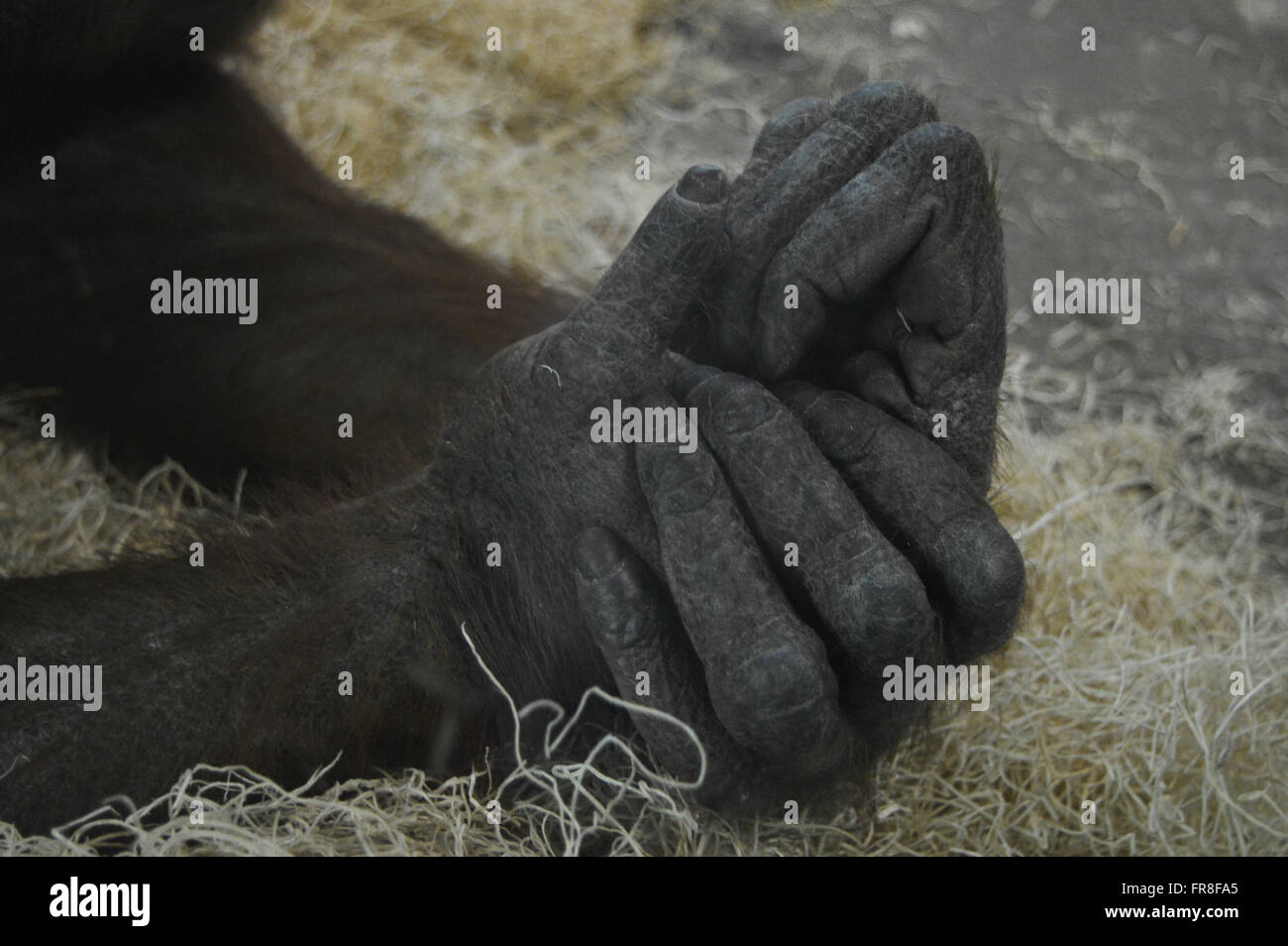 Orangutan Hands Stock Photo