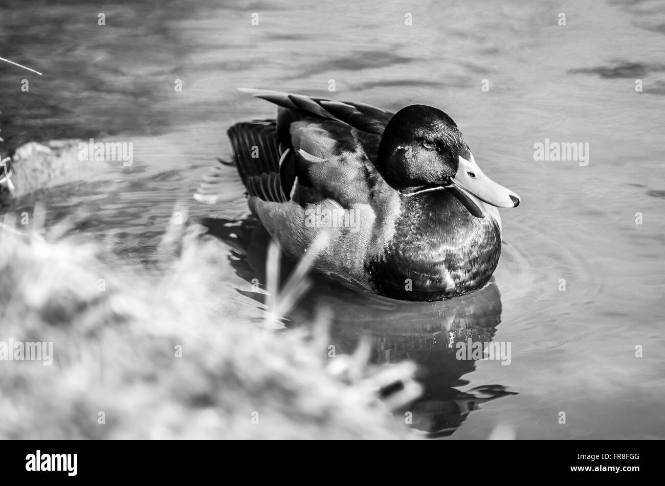 duck Stock Photo