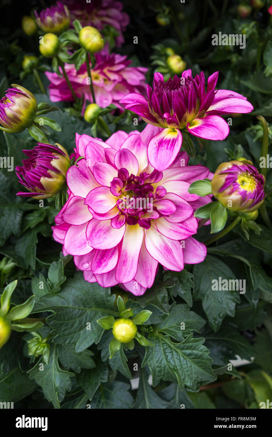Close up of a beautiful pink Waterlily Dahlia flowering in an English