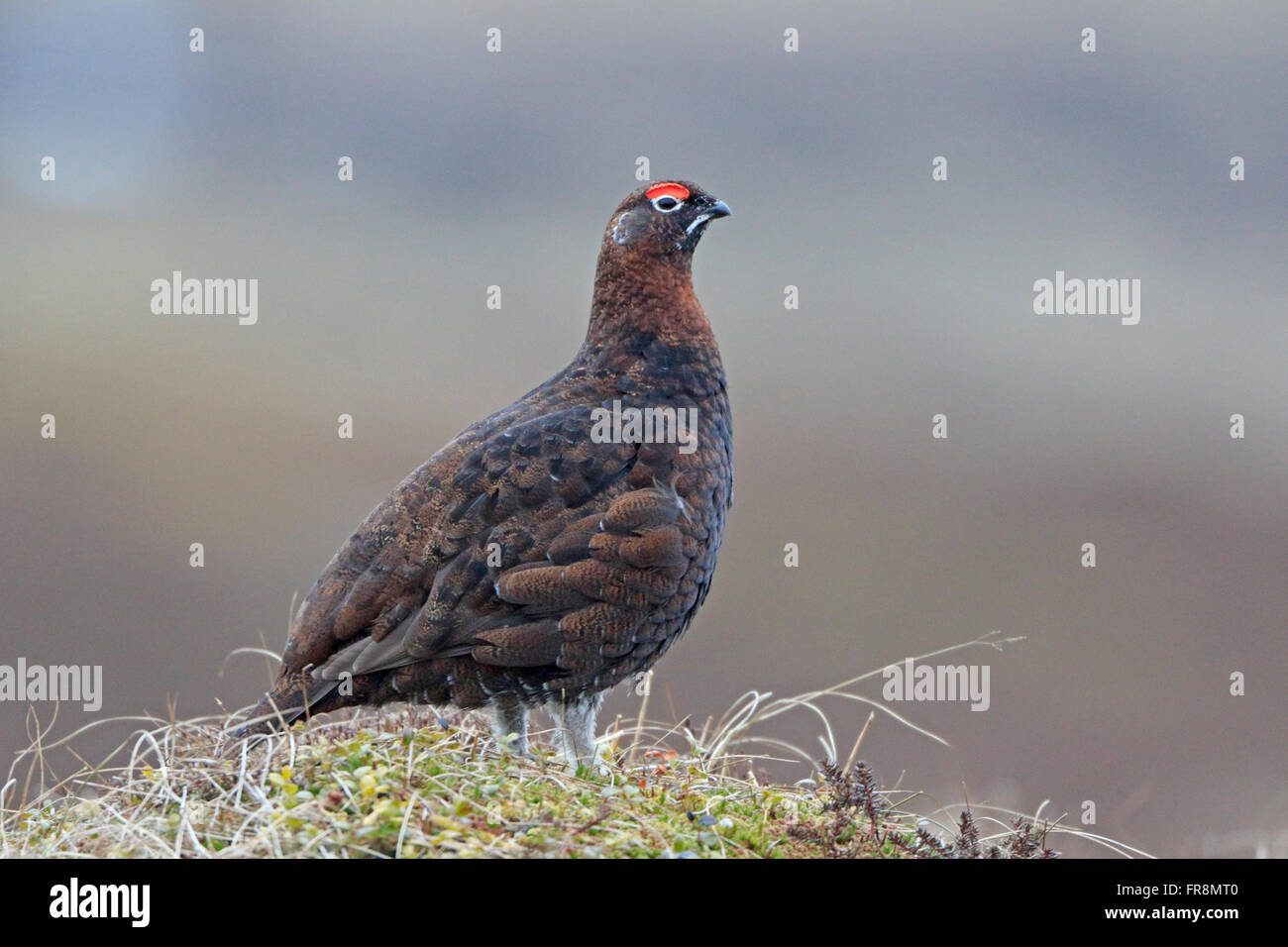 Male Red Grouse Stock Photo