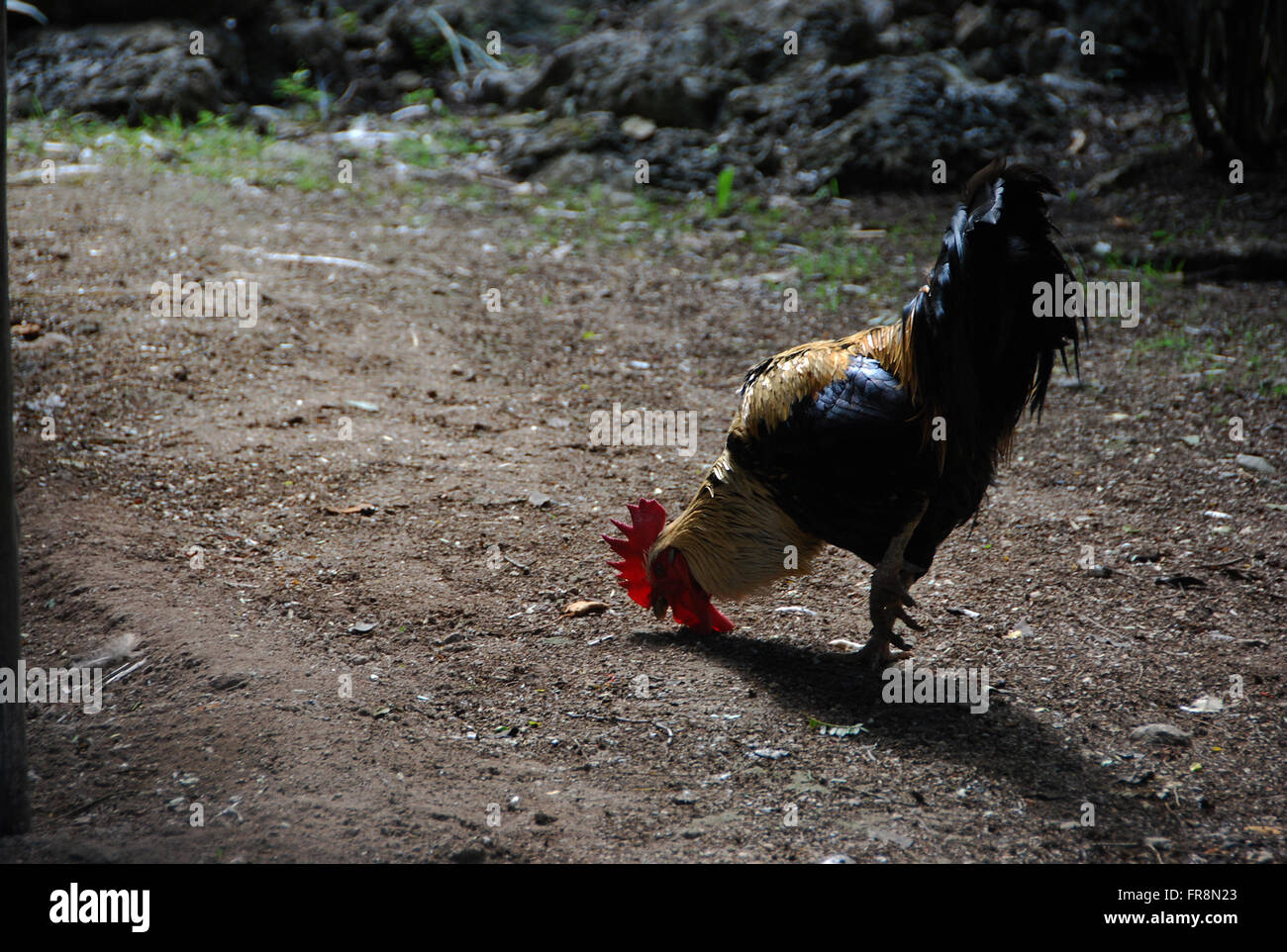 A rooster in mexico Stock Photo