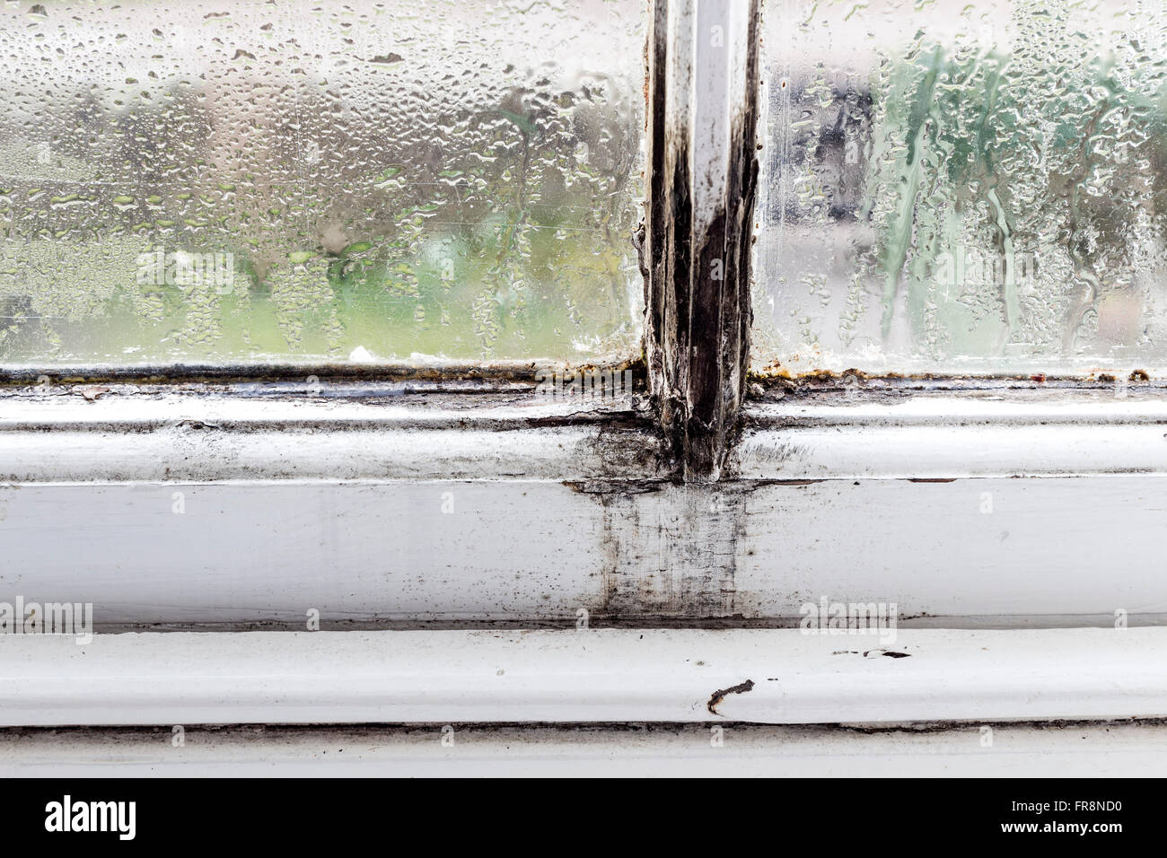 Rotten Window Frame with Condensation, Mould and Moss Growing in a Rented House UK Stock Photo