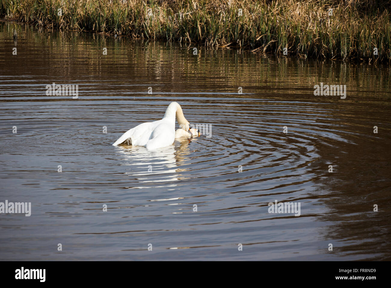 Swan Mating Rituals Swans Mating High Resolution Stock Photography and Images - Alamy