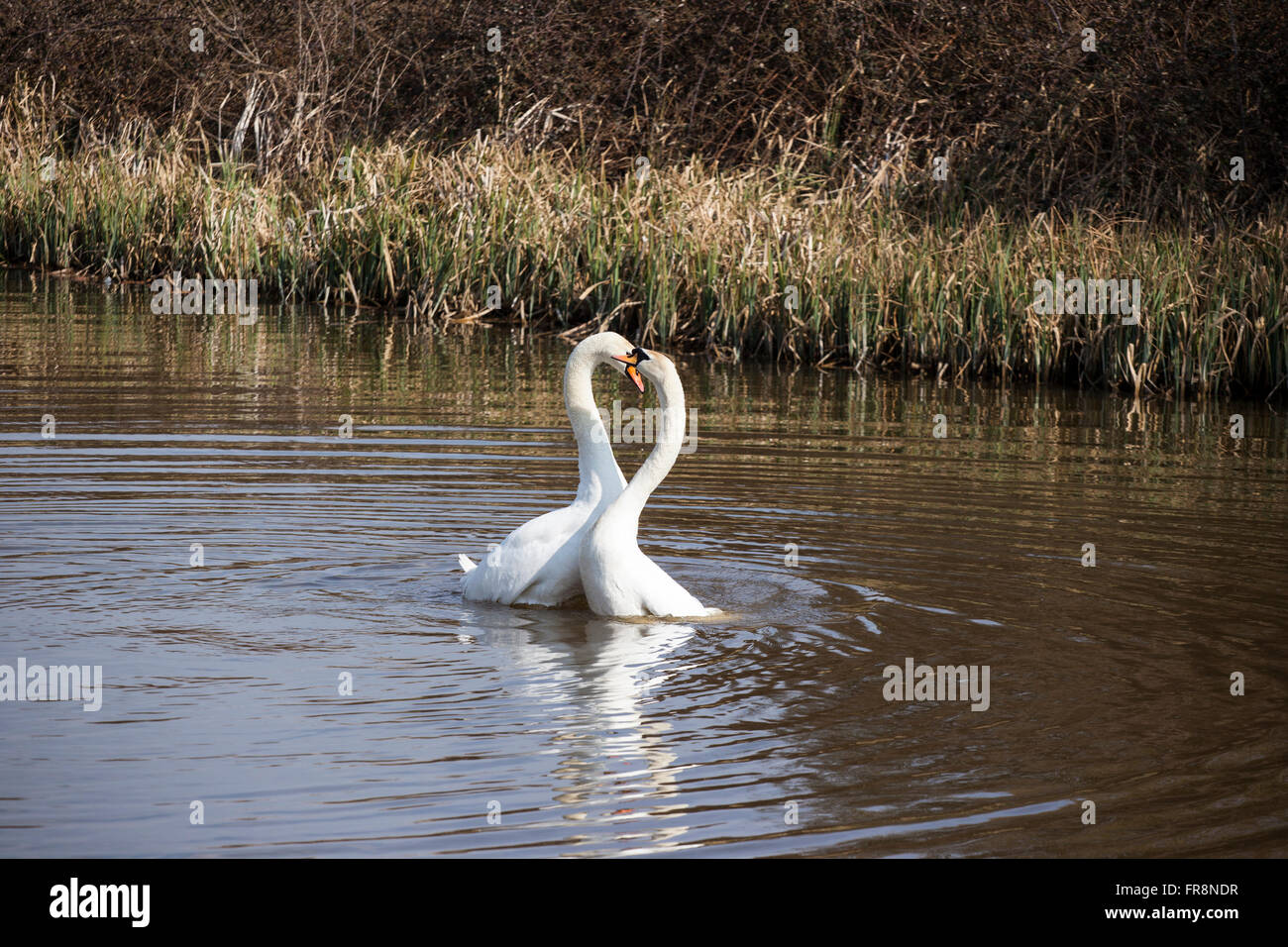 Swan Mating Rituals Swans mating ritual hi-res stock photography and images - Alamy