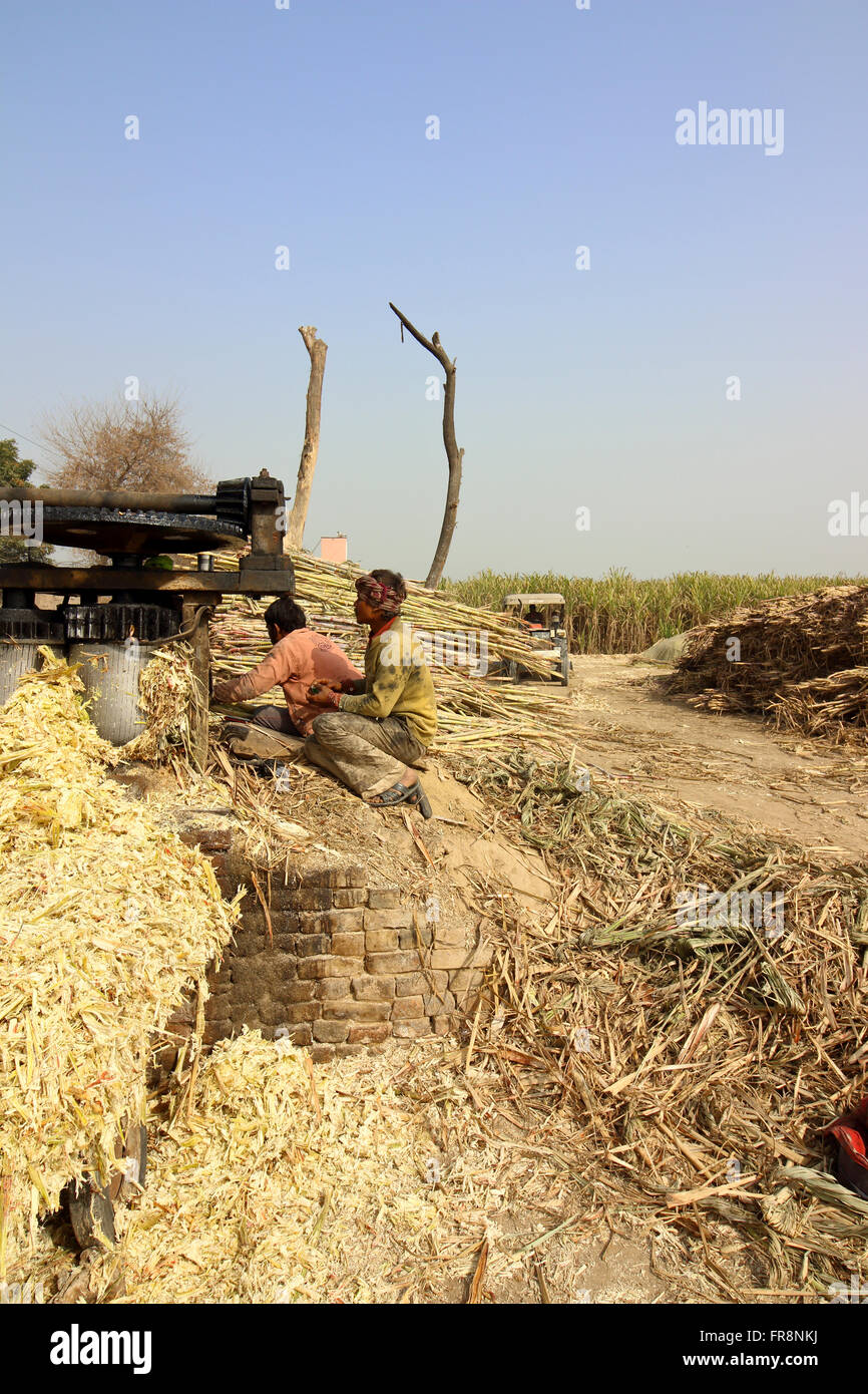 Two men pulping sugar cane into juice at a sugar refining plant in ...