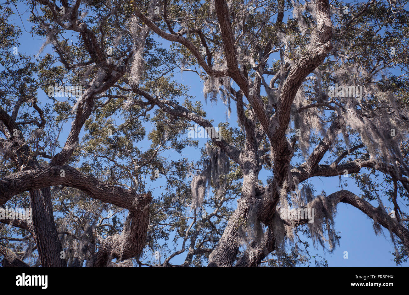 Spanish moss hires stock photography and images Alamy
