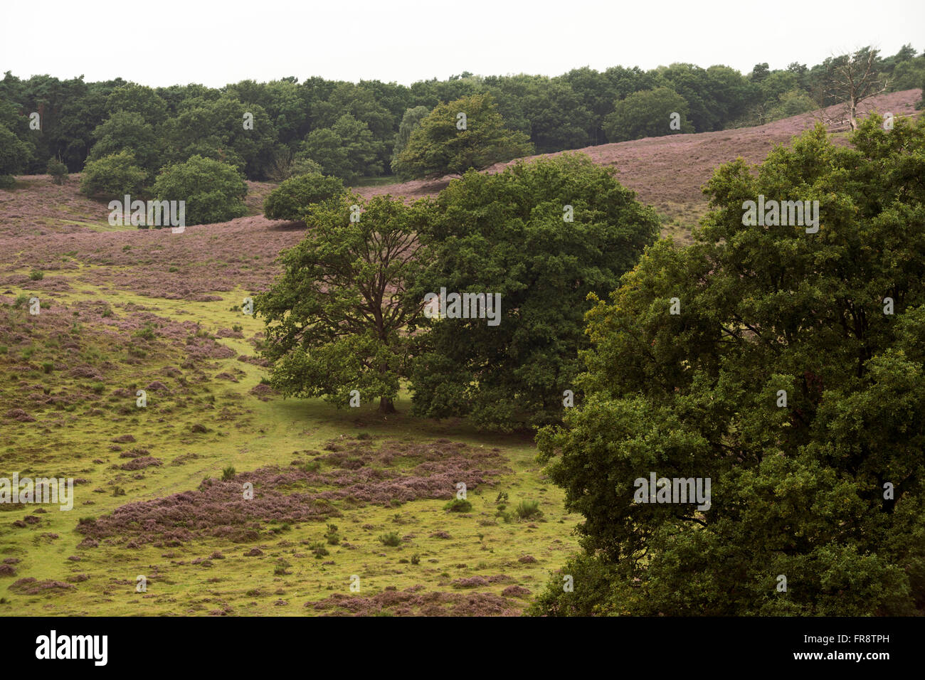 View over a green valley in Veluwe National Park, Netherlands, with blooming heather and old oak trees. Stock Photo