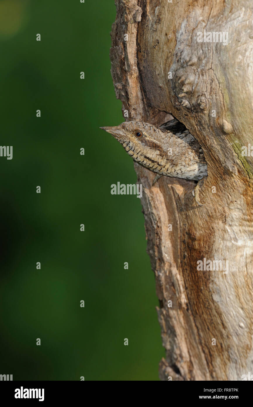 Eurasian Wryneck / Wendehals ( Jynx torquilla ) watching out of its nesting hole in an old tree trunk, just before take off. Stock Photo