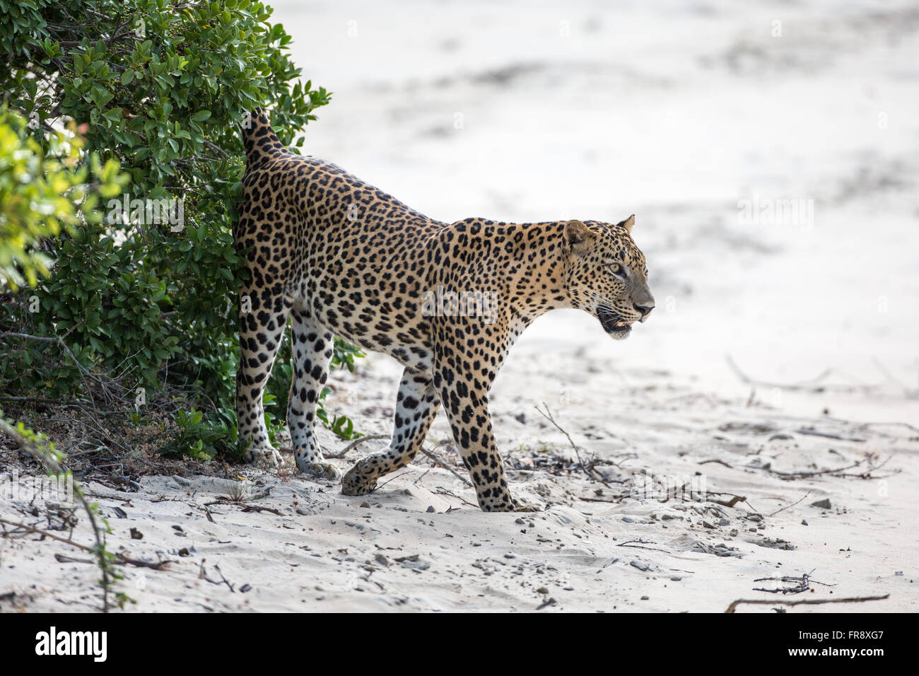 Leopard Marking Territory Stock Photo